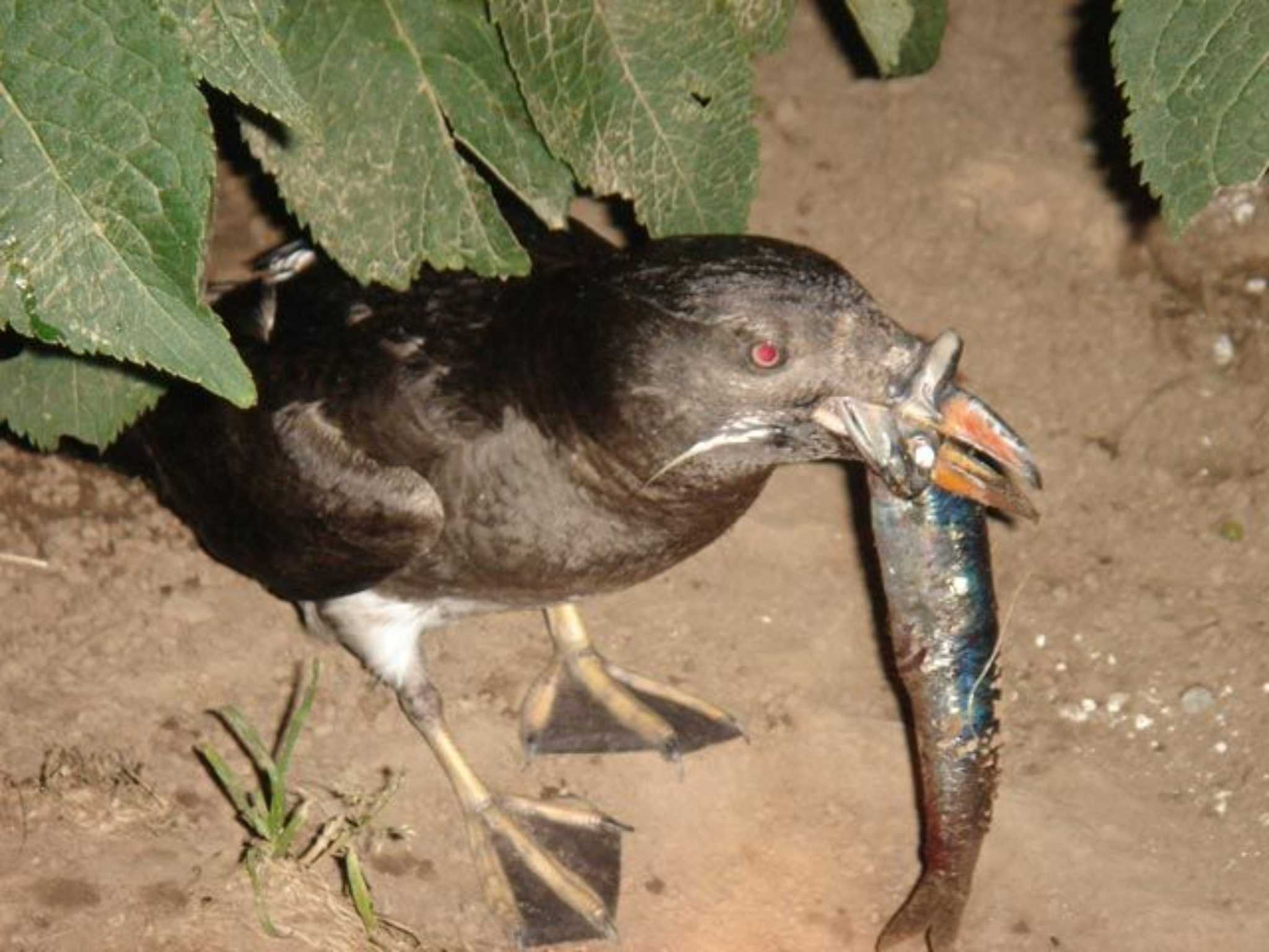 Photo of Rhinoceros Auklet at Teuri Island by Semal