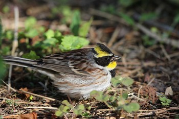 Yellow-throated Bunting Hegura Island Thu, 5/5/2016