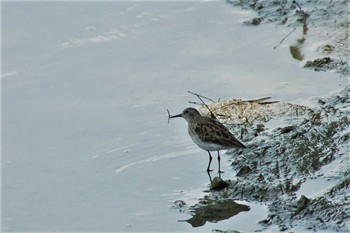 ヒバリシギ 漫湖水鳥・湿地センター 2008年4月1日(火)