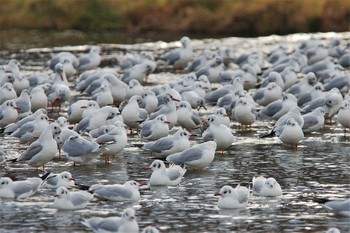 Black-headed Gull 鴨川 Thu, 1/17/2008