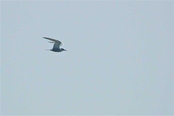 2007年9月14日(金) 小笠原諸島航路の野鳥観察記録