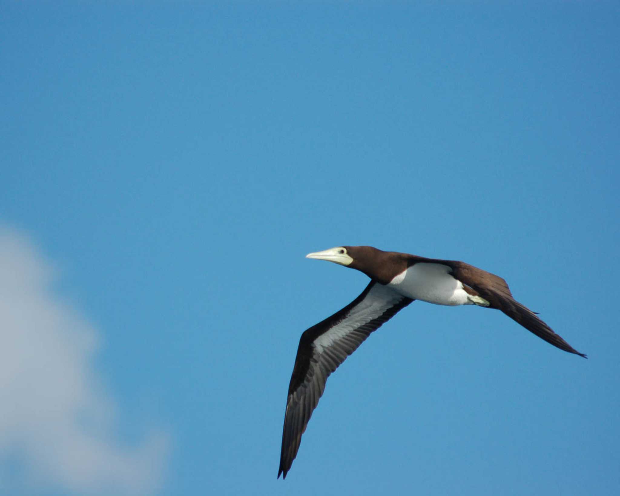 Photo of Brown Booby at Ogasawara Islands by Semal