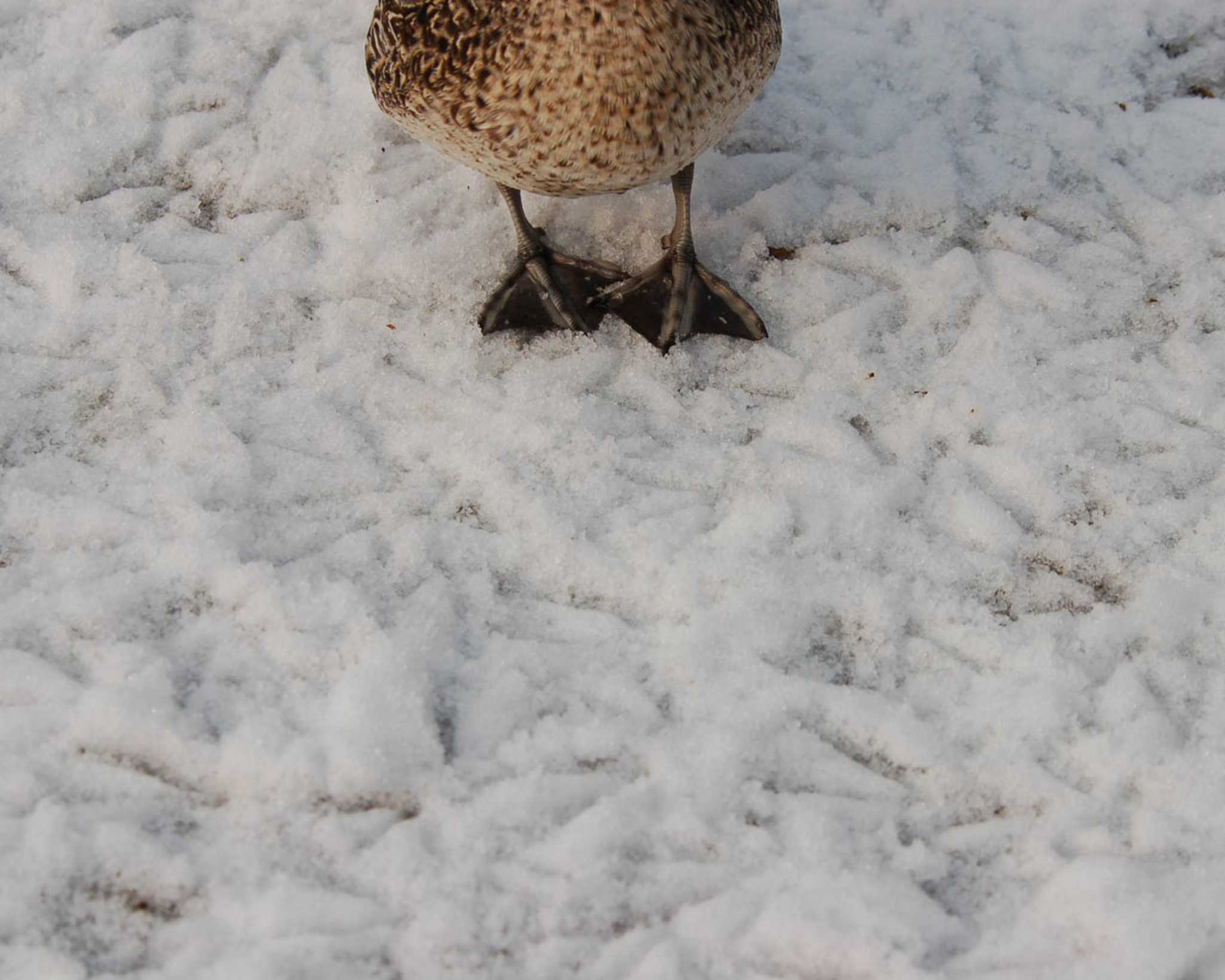 昆陽池公園 オナガガモの写真 by Semal