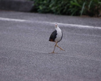 White-breasted Waterhen Yonaguni Island Tue, 4/1/2008