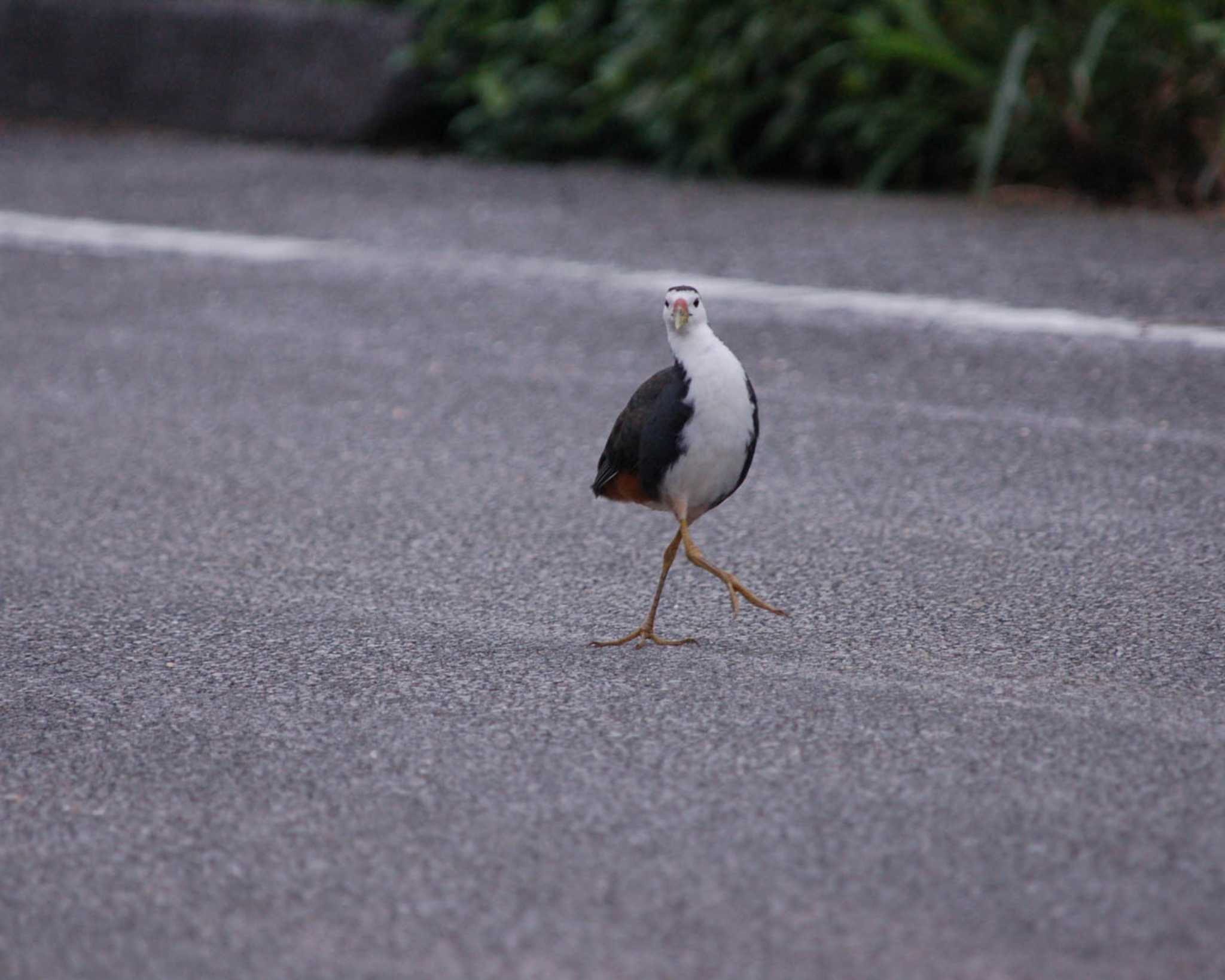 シロハラクイナ