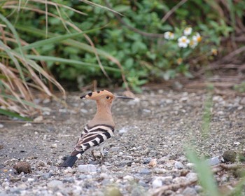 2008年4月2日(水) 与那国島の野鳥観察記録