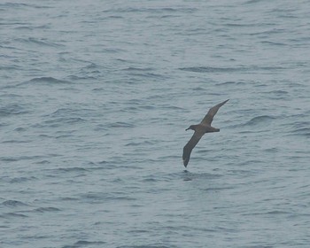 Black-footed Albatross 大洗-苫小牧航路 Sun, 8/31/2008