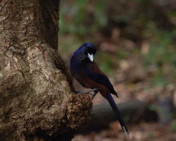 Lidth's Jay Amami Island(General) Wed, 3/18/2009