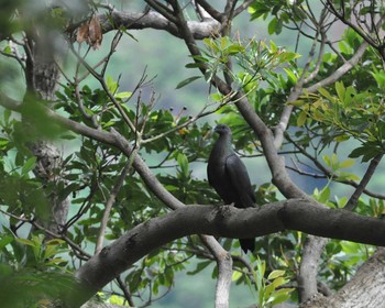 Black Wood Pigeon