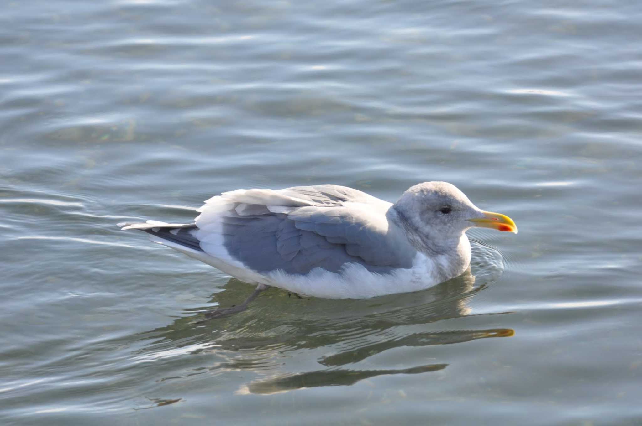 Photo of Glaucous-winged Gull at 濤沸湖 by Semal