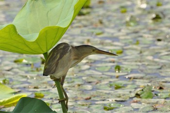 ヨシゴイ 瓢湖 2011年7月16日(土)