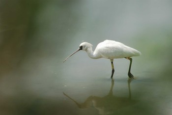 Black-faced Spoonbill Manko Waterbird & Wetland Center  Tue, 4/1/2008