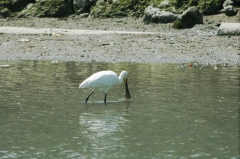 ヘラサギ 漫湖水鳥・湿地センター 2008年4月1日(火)