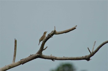 Eurasian Wryneck Yonaguni Island Fri, 4/4/2008