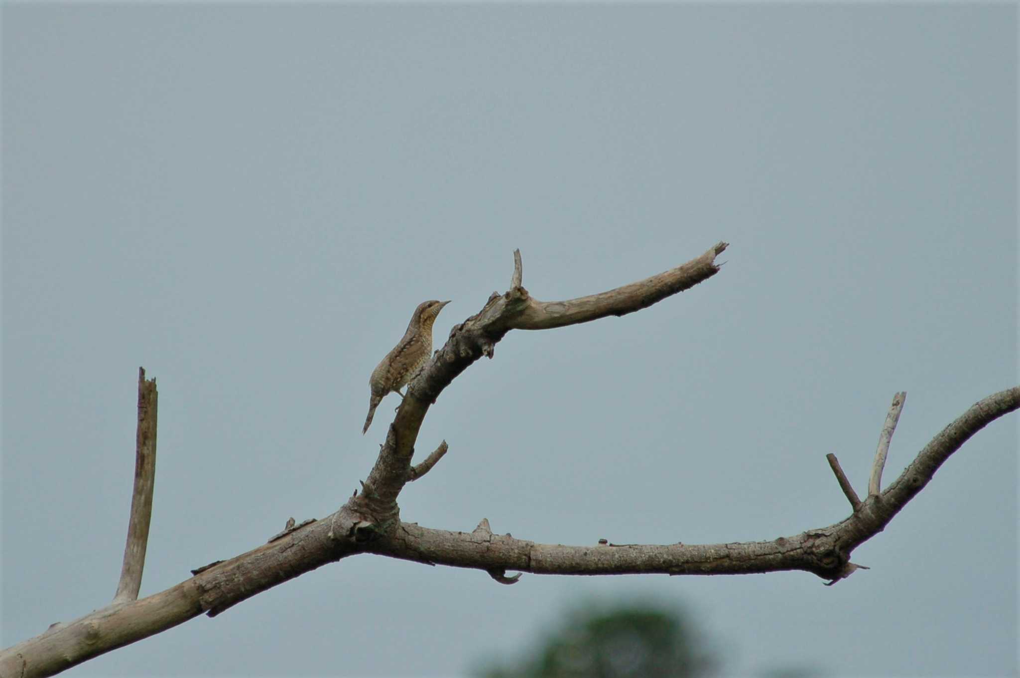 Eurasian Wryneck