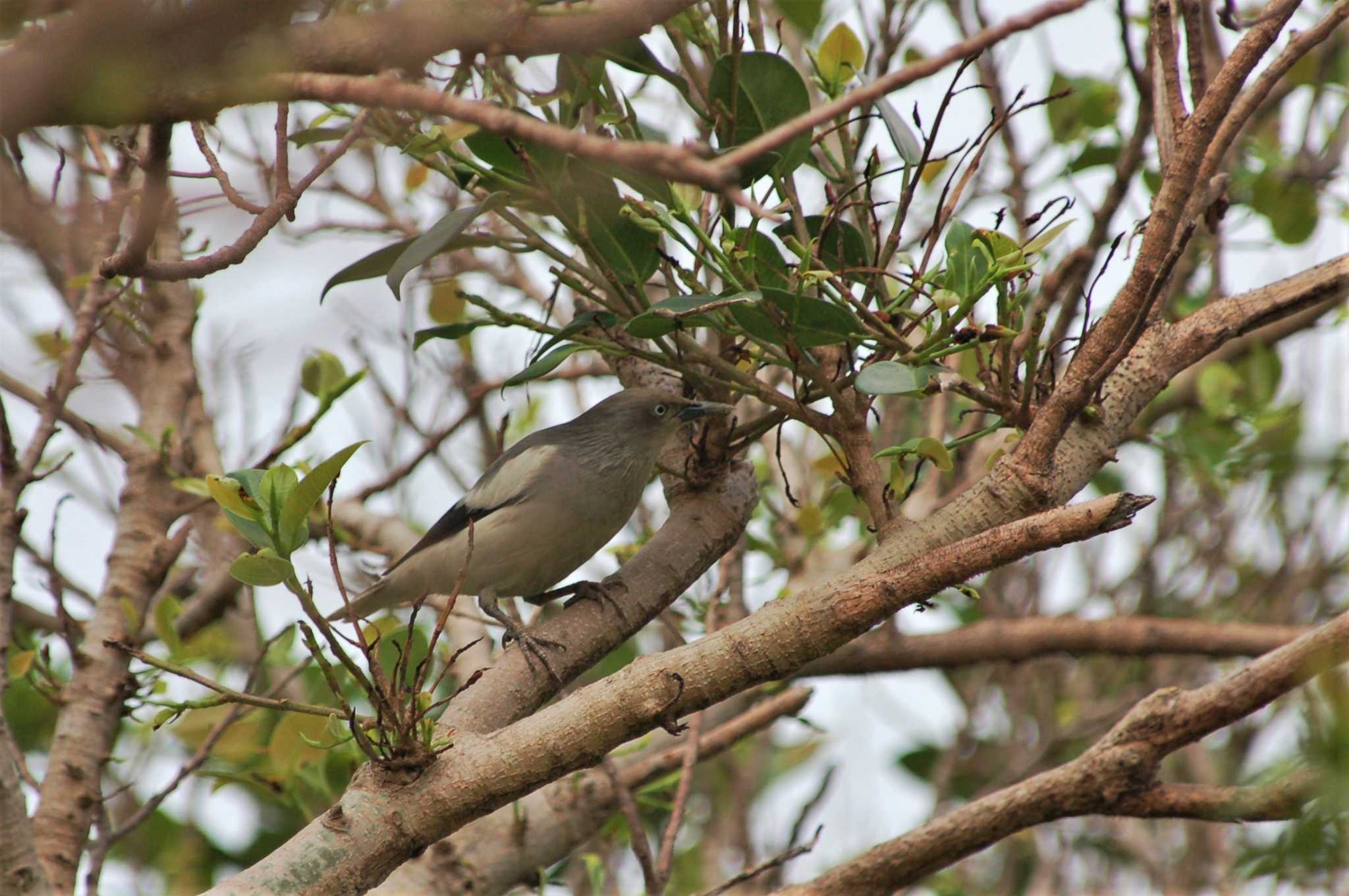 Photo of White-shouldered Starling at Yonaguni Island by Semal