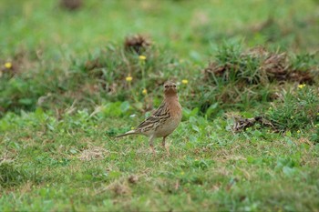 Red-throated Pipit Yonaguni Island Wed, 4/2/2008