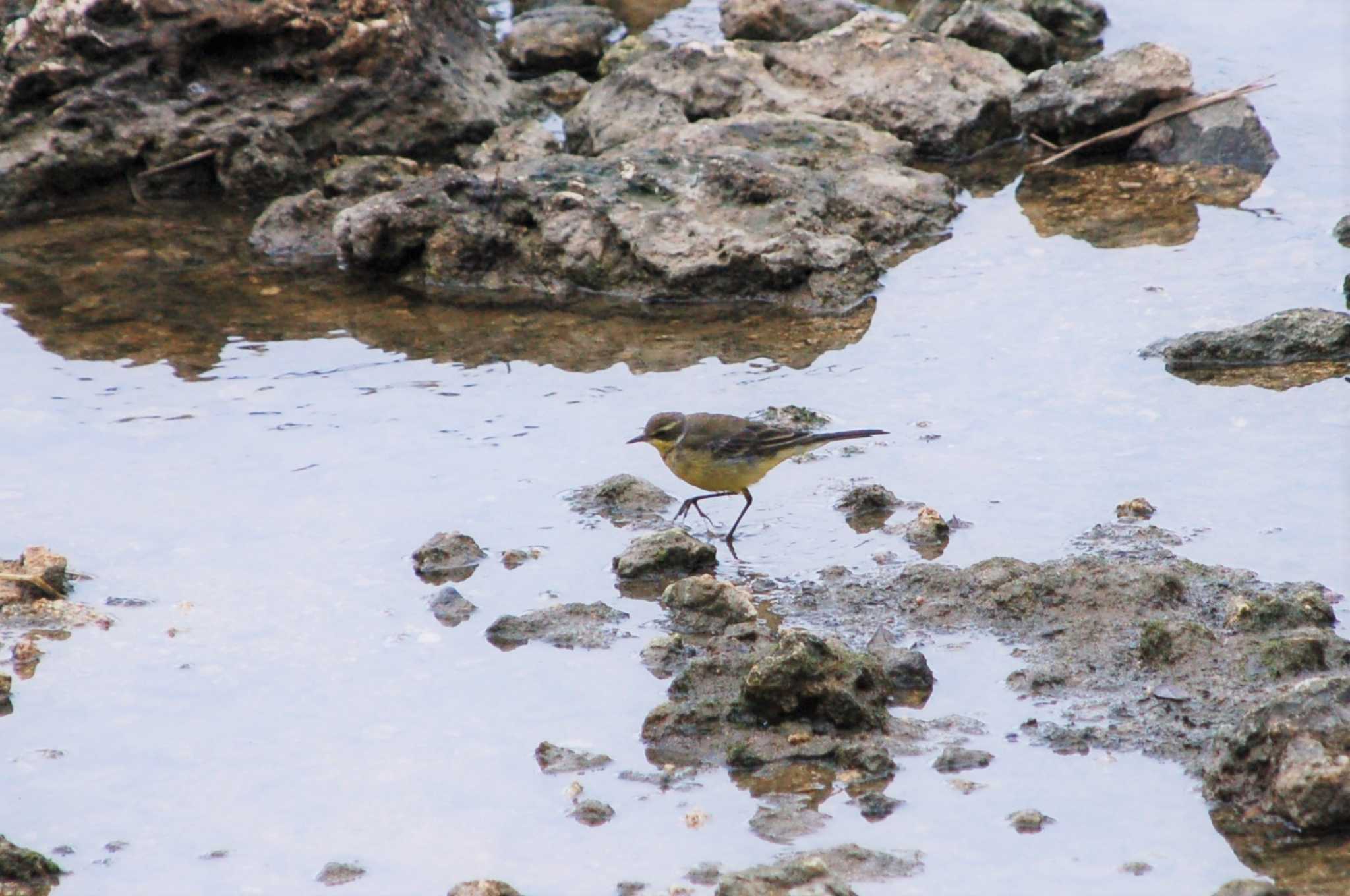 Photo of Eastern Yellow Wagtail at Yonaguni Island by Semal