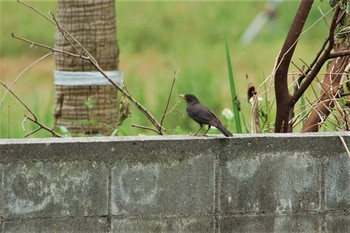 Chinese Blackbird Yonaguni Island Wed, 4/2/2008