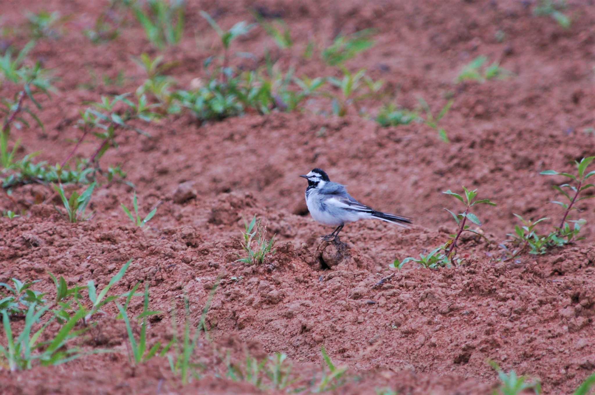 Photo of White Wagtail(ocularis) at Yonaguni Island by Semal