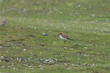 Greater Sand Plover Yonaguni Island Thu, 4/3/2008