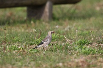 2016年5月6日(金) 舳倉島の野鳥観察記録