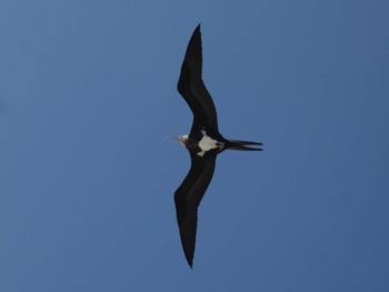 Lesser Frigatebird Yoron Island Thu, 7/30/2020