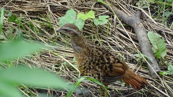 Chinese Bamboo Partridge Unknown Spots Fri, 7/31/2020