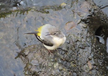 Grey Wagtail 境川(境橋付近) Fri, 7/31/2020