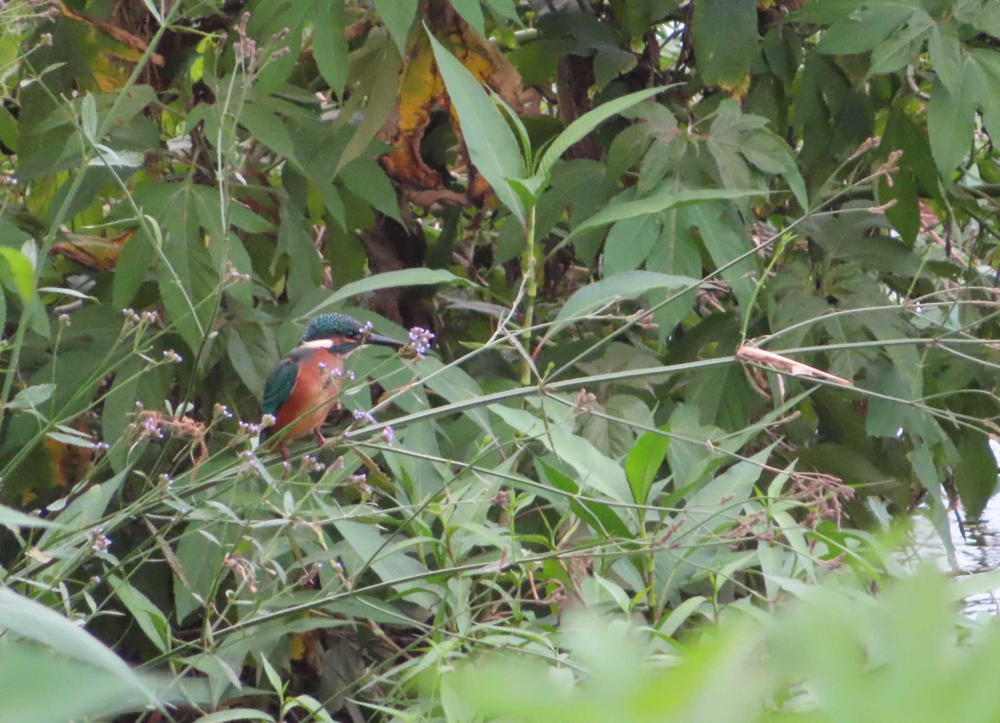 Common Kingfisher