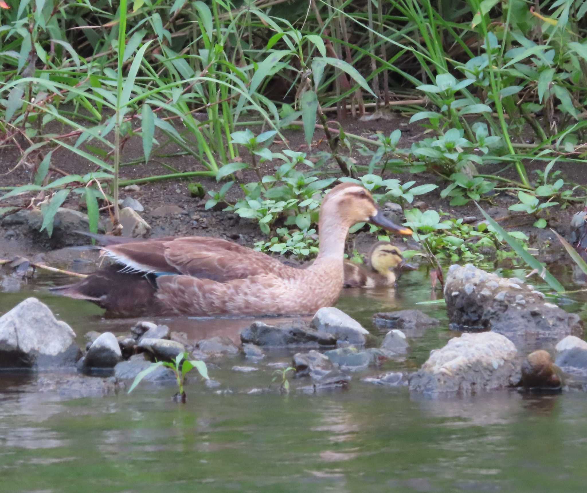 Eastern Spot-billed Duck