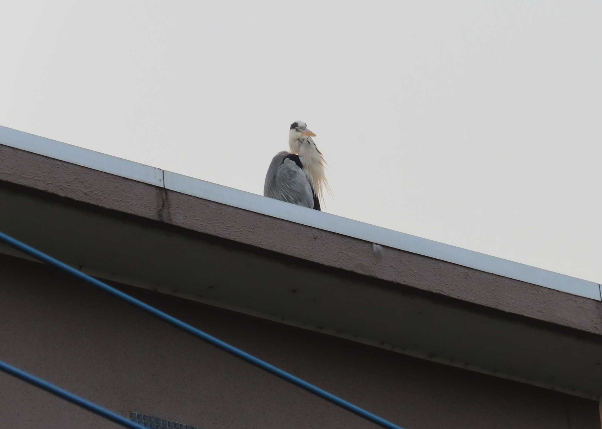 Grey Heron