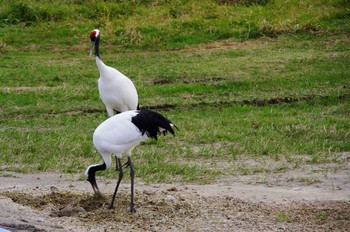 Red-crowned Crane 北海道 Tue, 10/23/2012