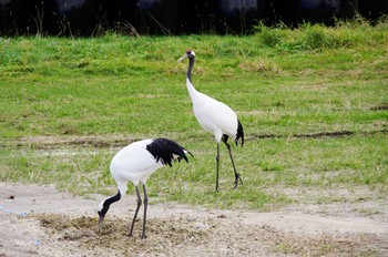 Red-crowned Crane 北海道 Tue, 10/23/2012