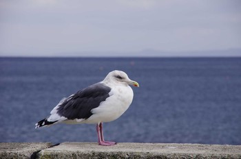 オオセグロカモメ 知床半島 2012年10月21日(日)