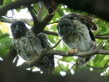 2020年7月31日(金) 湘南の野鳥観察記録