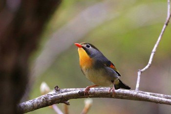 Red-billed Leiothrix Yanagisawa Pass Sun, 5/19/2019