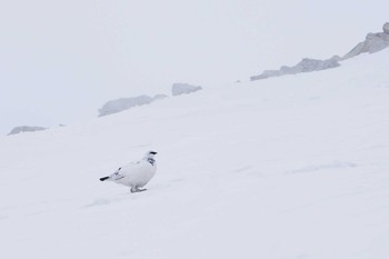 Rock Ptarmigan 立山 Sun, 4/20/2014