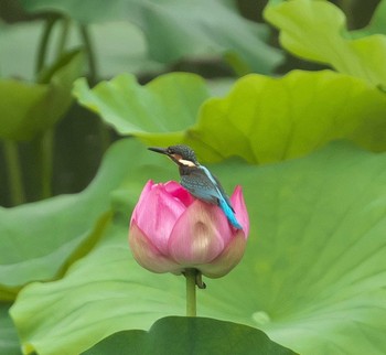 カワセミ 埼玉県 2020年7月2日(木)