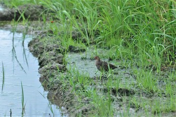 Ruddy-breasted Crake Manko Waterbird & Wetland Center  Fri, 8/9/2013