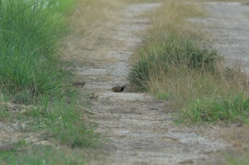 2013年8月9日(金) 沖縄本島の野鳥観察記録