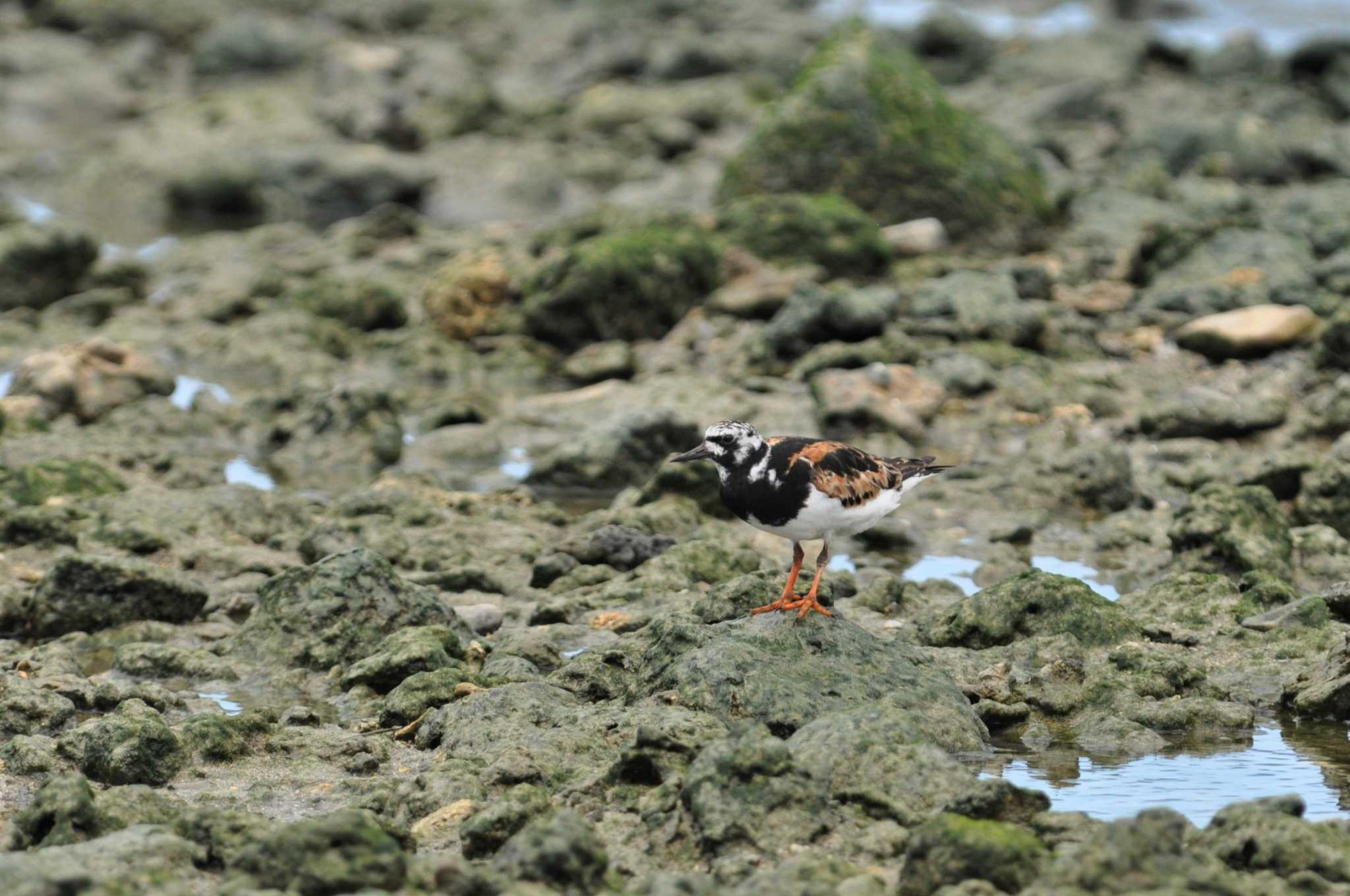 沖縄本島 キョウジョシギの写真 by Semal