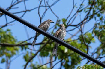 Brown-eared Bulbul 金井公園 Sat, 8/1/2020