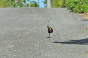 2013年8月10日(土) 国頭村(沖縄県)の野鳥観察記録