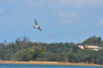 Roseate Tern Kunigamison Sat, 8/10/2013