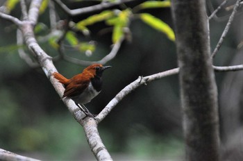 2013年8月11日(日) 比地大滝の野鳥観察記録