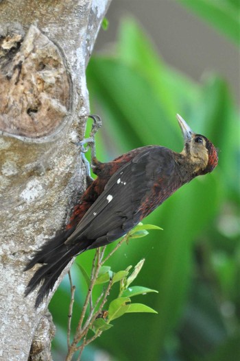 Okinawa Woodpecker Kunigamison Sat, 8/10/2013