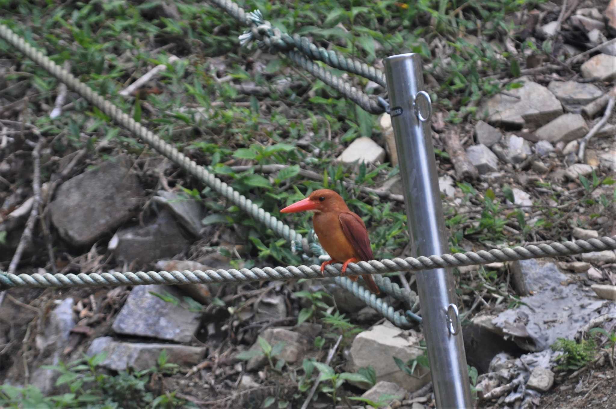 アカショウビン