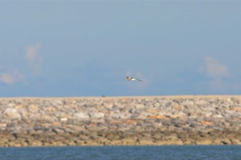 オオアジサシ 沖縄本島 2013年8月11日(日)