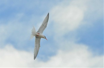 2013年8月12日(月) 沖縄本島の野鳥観察記録